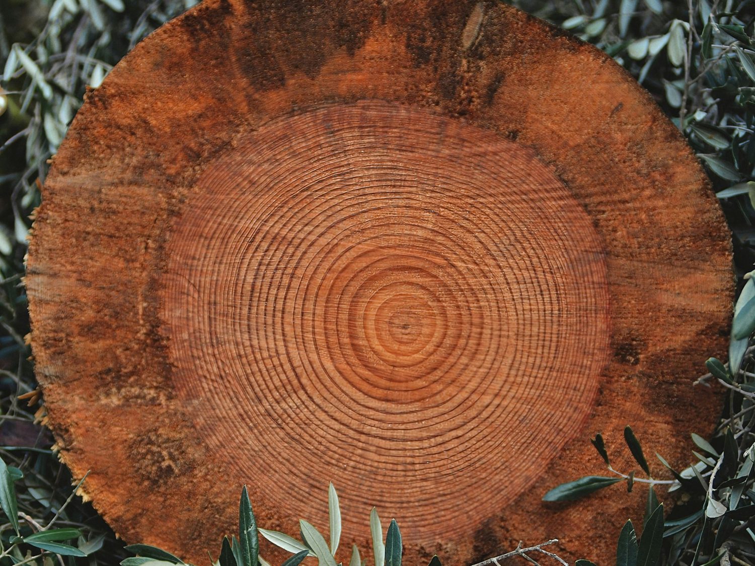 Olive wood