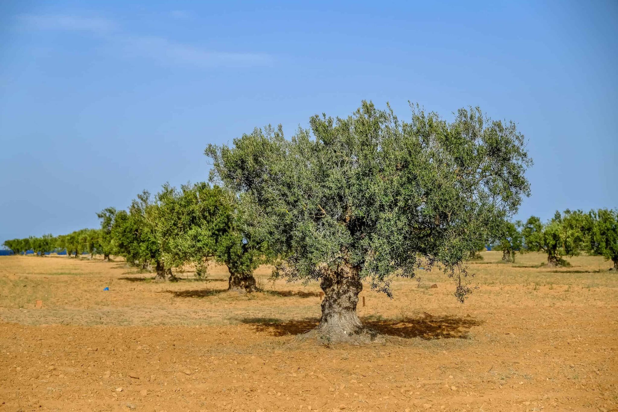 Olive trees in a field with a blue sky.