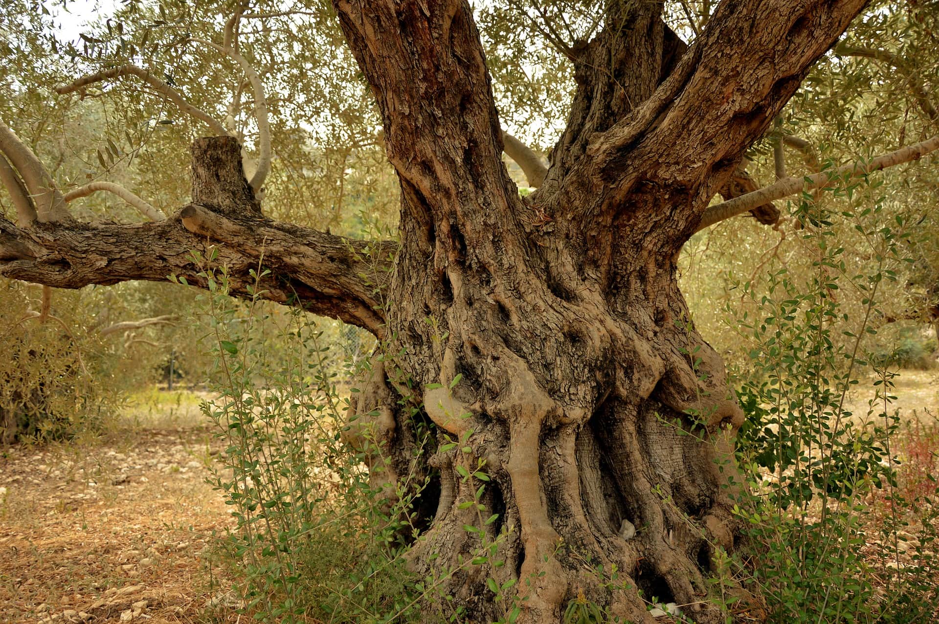 What Is Olive Wood And What Makes It So Great? – Dalstrong